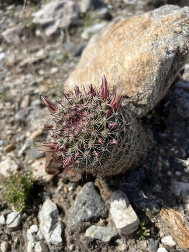 iNaturalist observation photo of Peninsular fishhook cactus