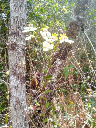 Oeonia rosea image