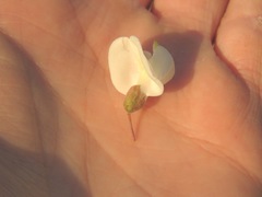 Robinia pseudoacacia