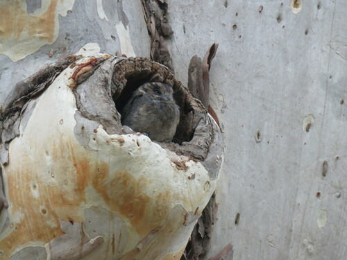 Australian Owlet-nightjar (Aegotheles cristatus)