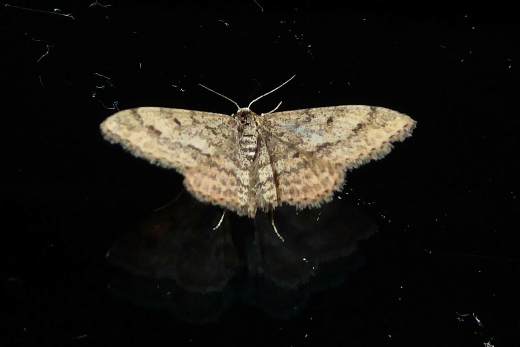 Plantain moth from Waikouaiti, New Zealand on March 12, 2023 at 0910