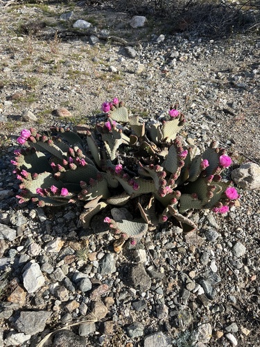 iNaturalist observation photo of beavertail cactus