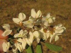 Robinia pseudoacacia