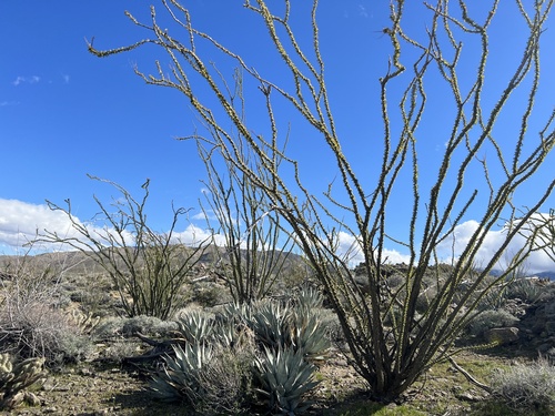 iNaturalist observation photo of ocotillo