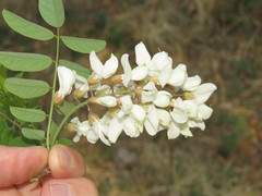Robinia pseudoacacia
