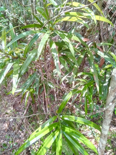 Podocarpus madagascariensis image