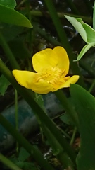 Nuphar japonica