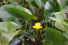 Nuphar japonica