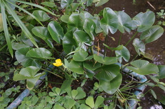 Nuphar japonica