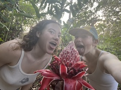Etlingera elatior image