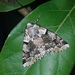 Acronyctodes mexicanaria - Photo (c) licuribe,  זכויות יוצרים חלקיות (CC BY-NC)