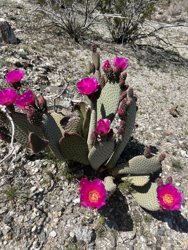 iNaturalist observation photo of beavertail cactus