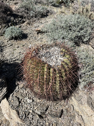 iNaturalist observation photo of California Barrel Cactus