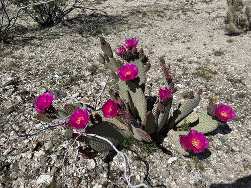 iNaturalist observation photo of beavertail cactus
