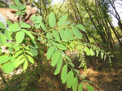 Robinia pseudoacacia