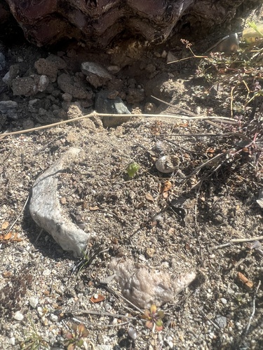 iNaturalist observation photo of California Barrel Cactus