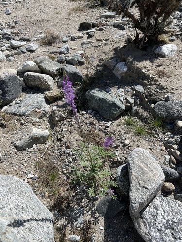 iNaturalist observation photo of Arizona lupine