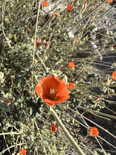 iNaturalist observation photo of apricot globemallow