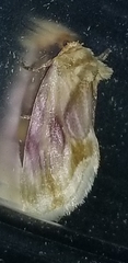 Chamaeclea basiochrea