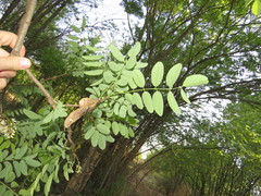 Robinia pseudoacacia