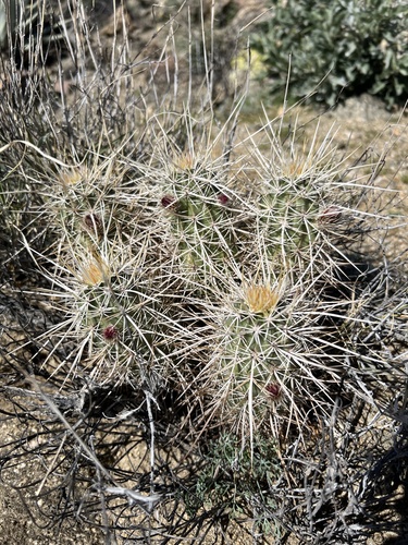 iNaturalist observation photo of Echinocereus engelmannii engelmannii