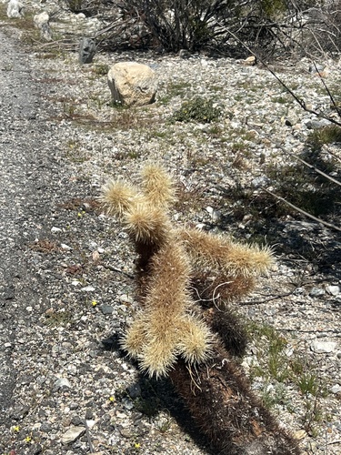 iNaturalist observation photo of Teddybear Cholla