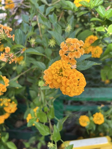 Lantana montevidensis observed 2022-07-22