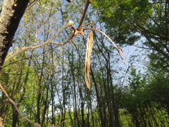 Robinia pseudoacacia