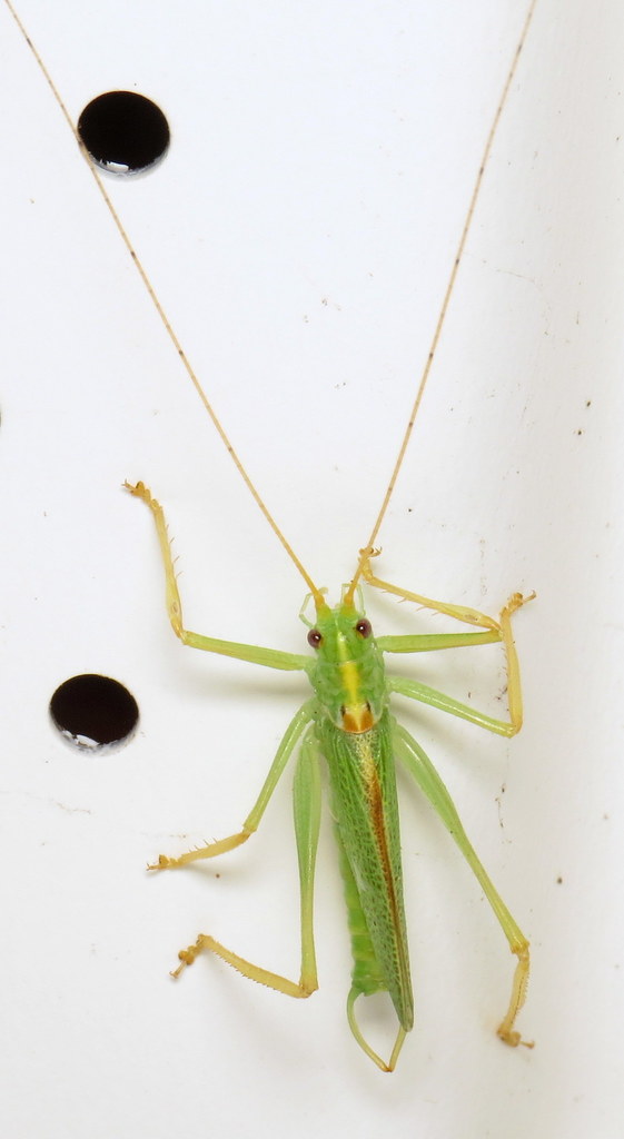 Oak Bush-cricket