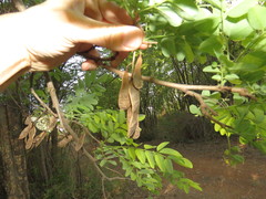 Robinia pseudoacacia