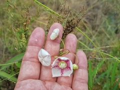 Oxystelma esculentum