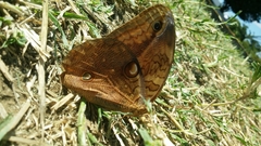 Opsiphanes boisduvallii