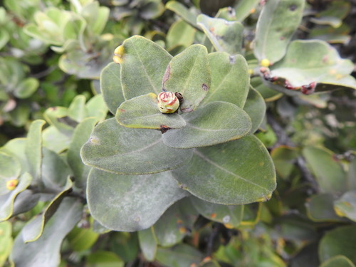 Metrosideros polymorpha