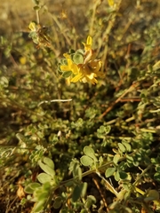Acmispon decumbens decumbens