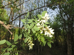 Robinia pseudoacacia