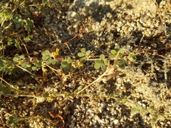 Acmispon decumbens decumbens