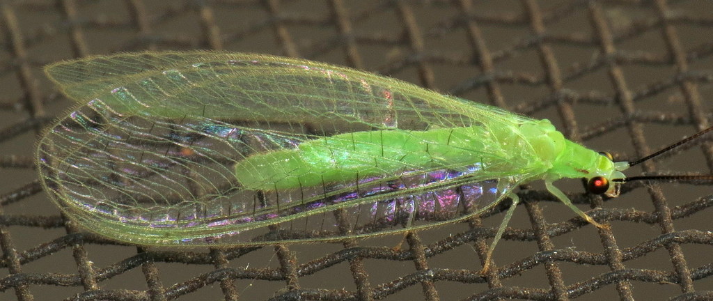 Stripe-horned Green Lacewing