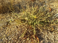 Acmispon decumbens decumbens