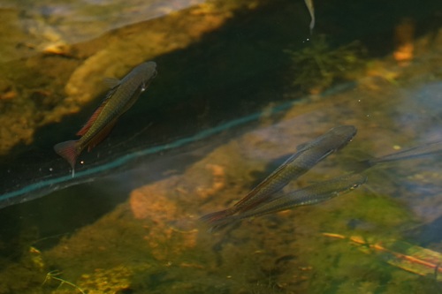 Crimsonspotted rainbowfish (Melanotaenia duboulayi) — Melanotaeniidae