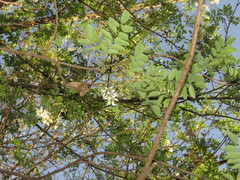 Robinia pseudoacacia