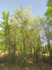 Robinia pseudoacacia