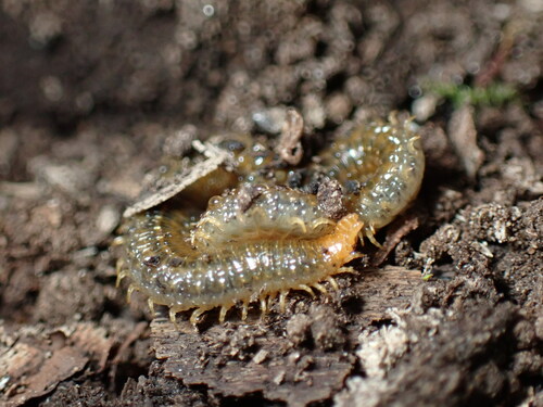 White-Striped Centipede photo 4
