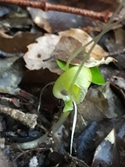 Corybas walliae