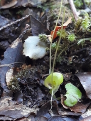 Corybas walliae