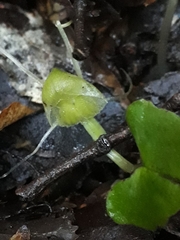 Corybas walliae