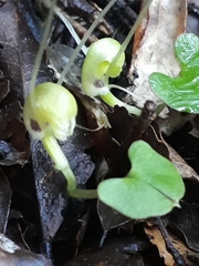Corybas walliae