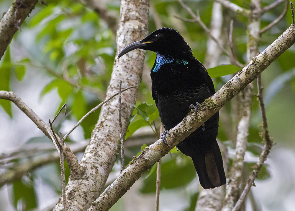 Paradise Riflebird