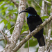 Paradise Riflebird - Photo (c) Steve Murray, some rights reserved (CC BY-NC), uploaded by Steve Murray
