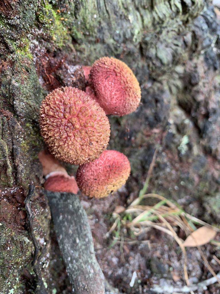 shaggy cap from Tanilba Bay, NSW, AU on March 25, 2023 at 1111 AM by