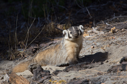 American Badger photographed in California